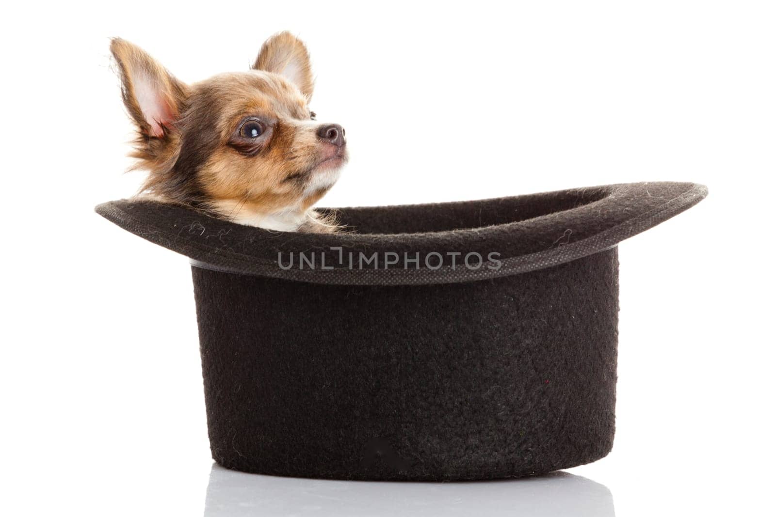 chihuahua puppy in a hat.