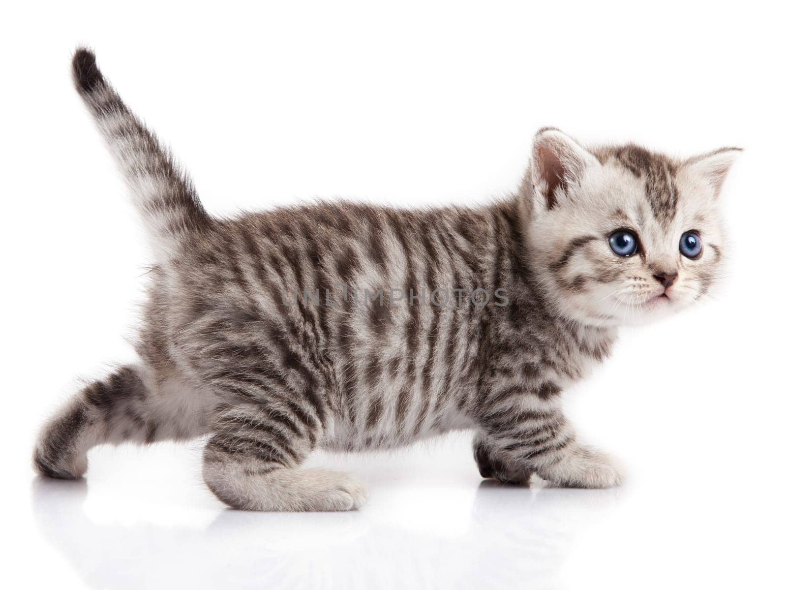 kitten on a white background