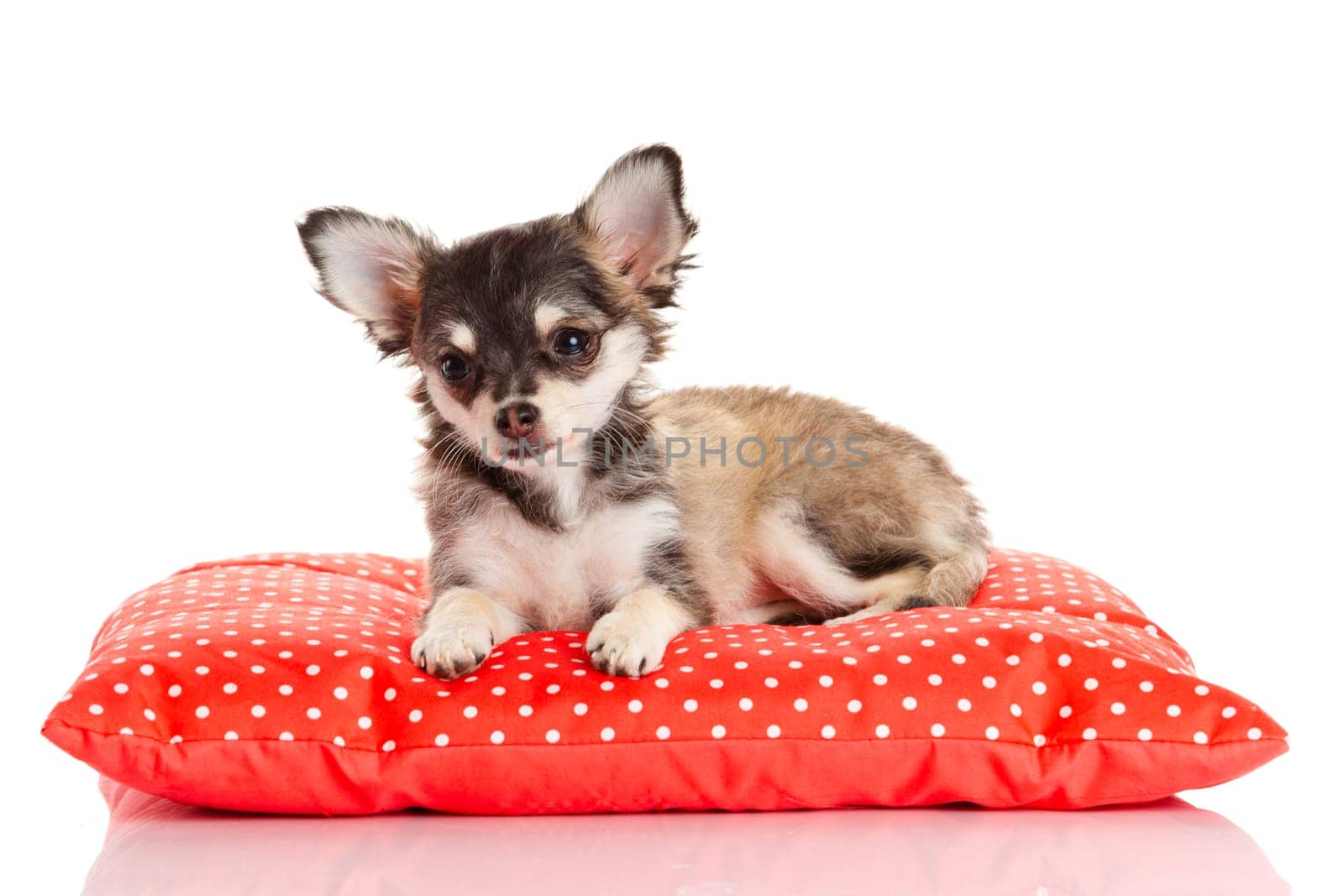 Chihuahua dog on red  pillow isolated on white background. portrait of a cute purebred puppy chihuahua