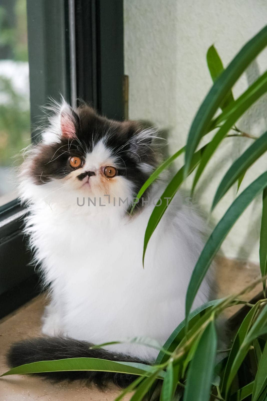 beautiful cat sitting on the window. Cute kitten sitting on the window