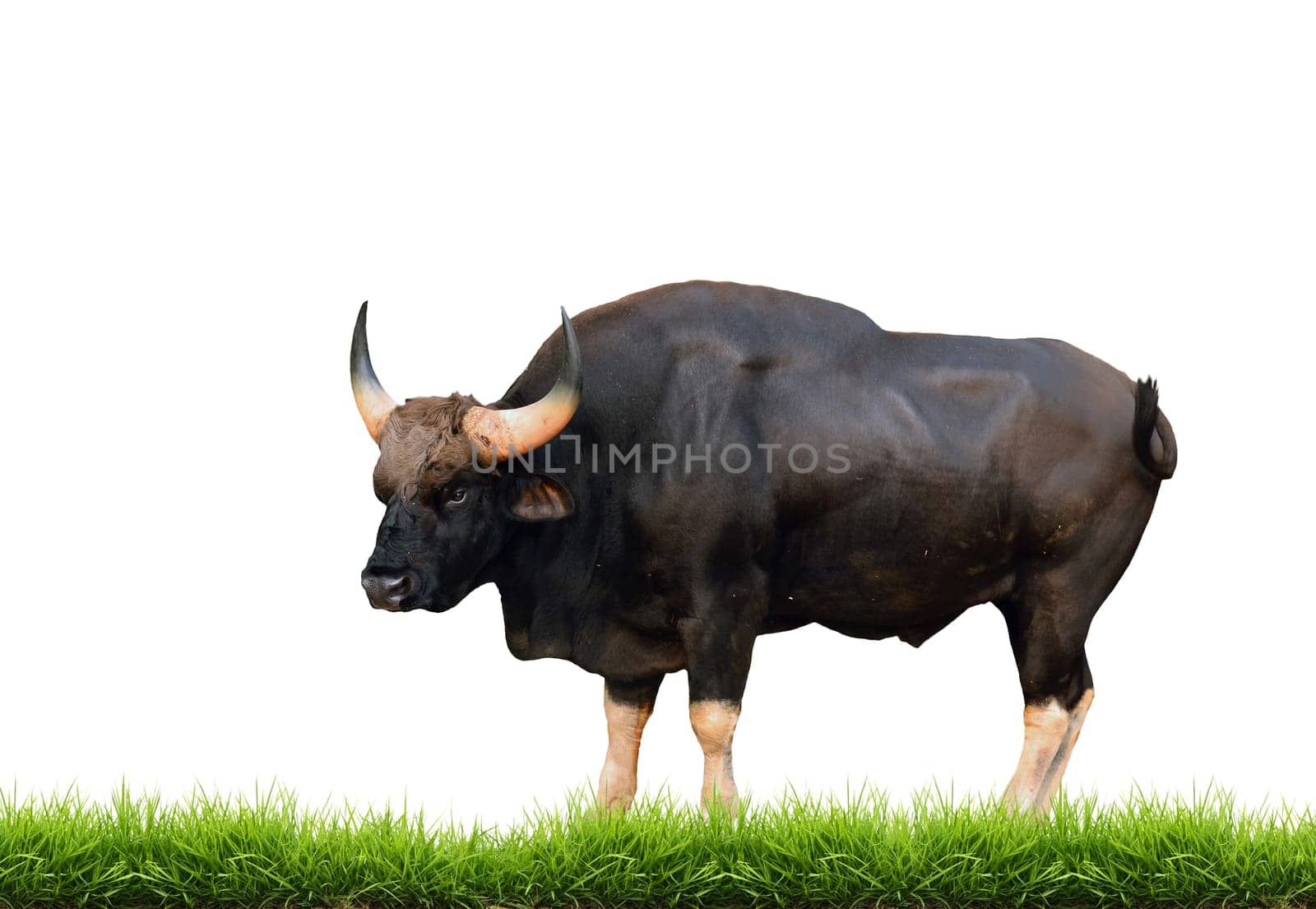 gaur with green grass isolated on white background