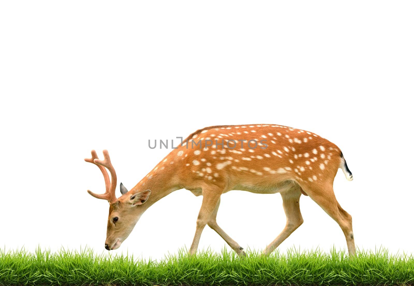 sika deer with green grass isolated on white background