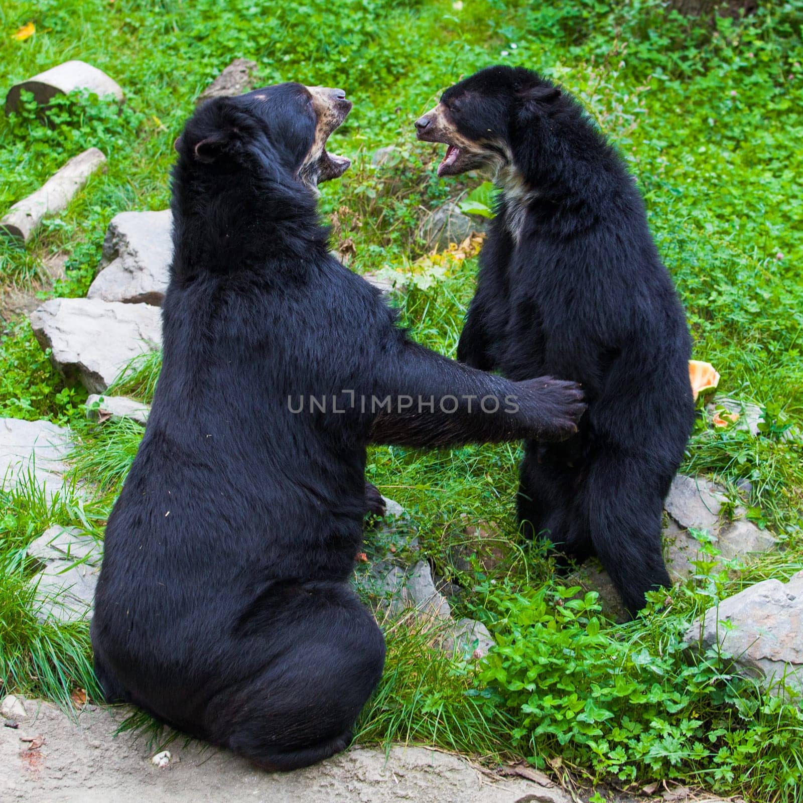Black Bear