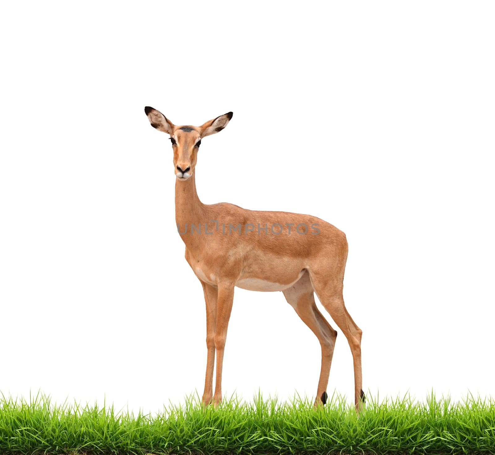 impala with green grass isolated on white background