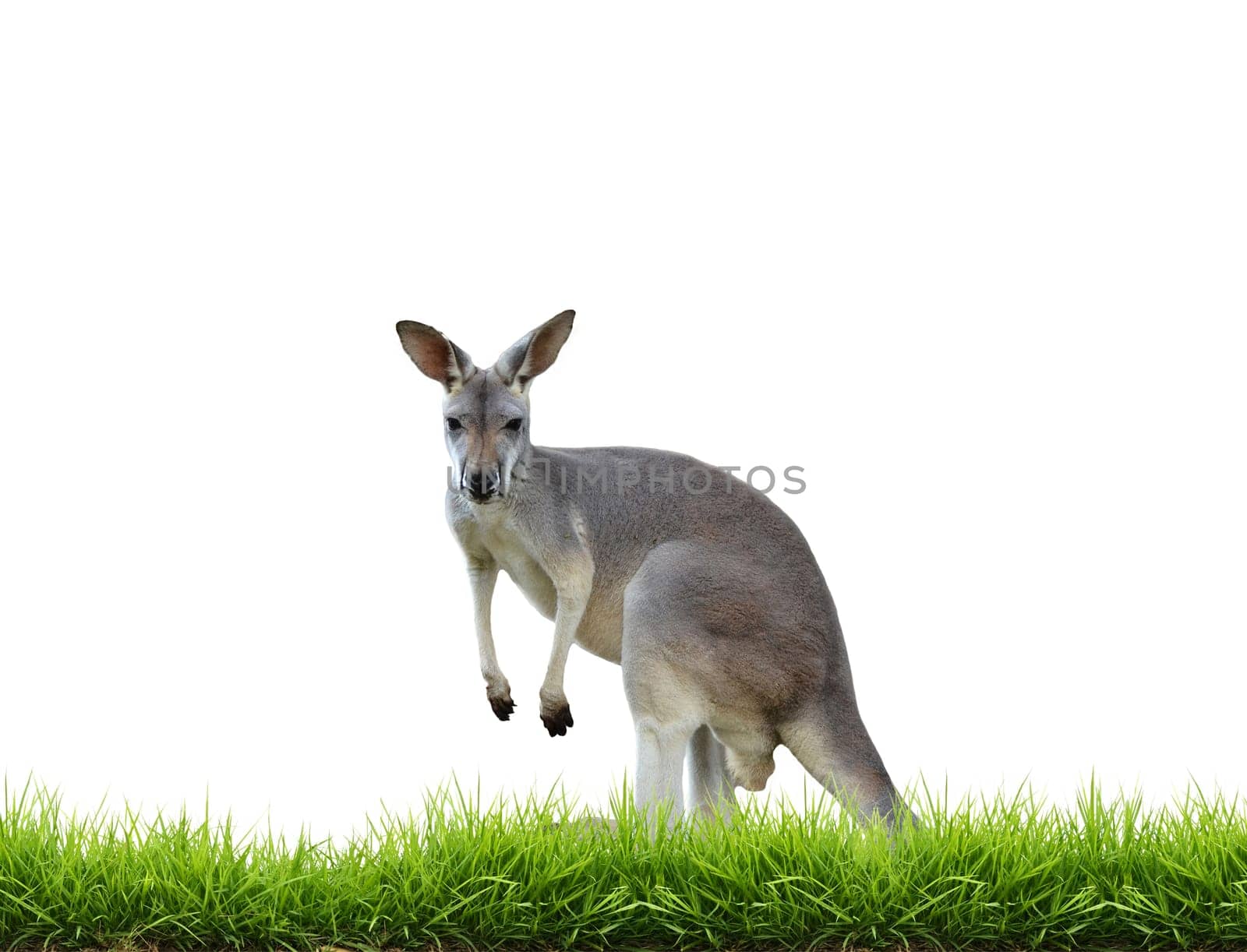 grey kangaroo with green grass isolated on white background