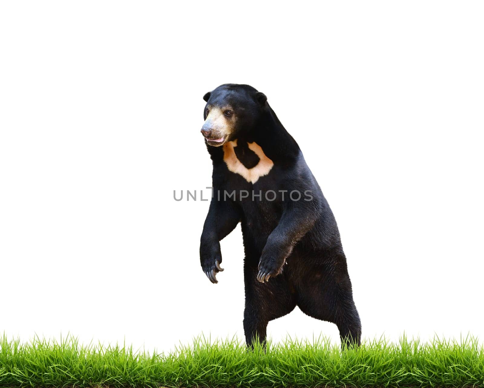 malayan sun bear with green grass isolated on white background