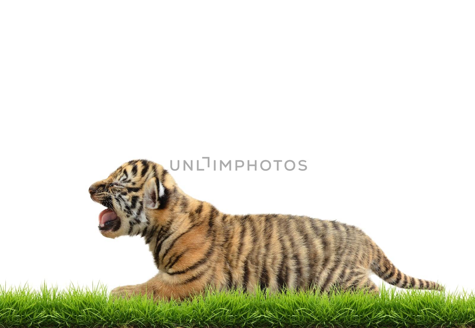 baby bangal tiger with green grass isolated on white background