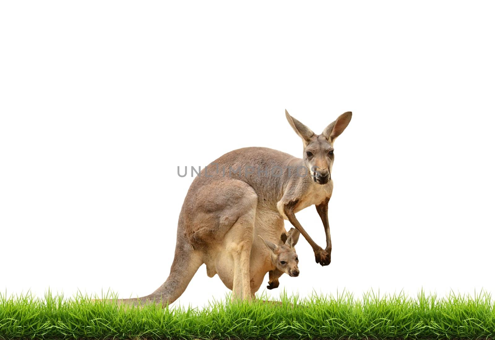 kangaroo with green grass isolated on white background