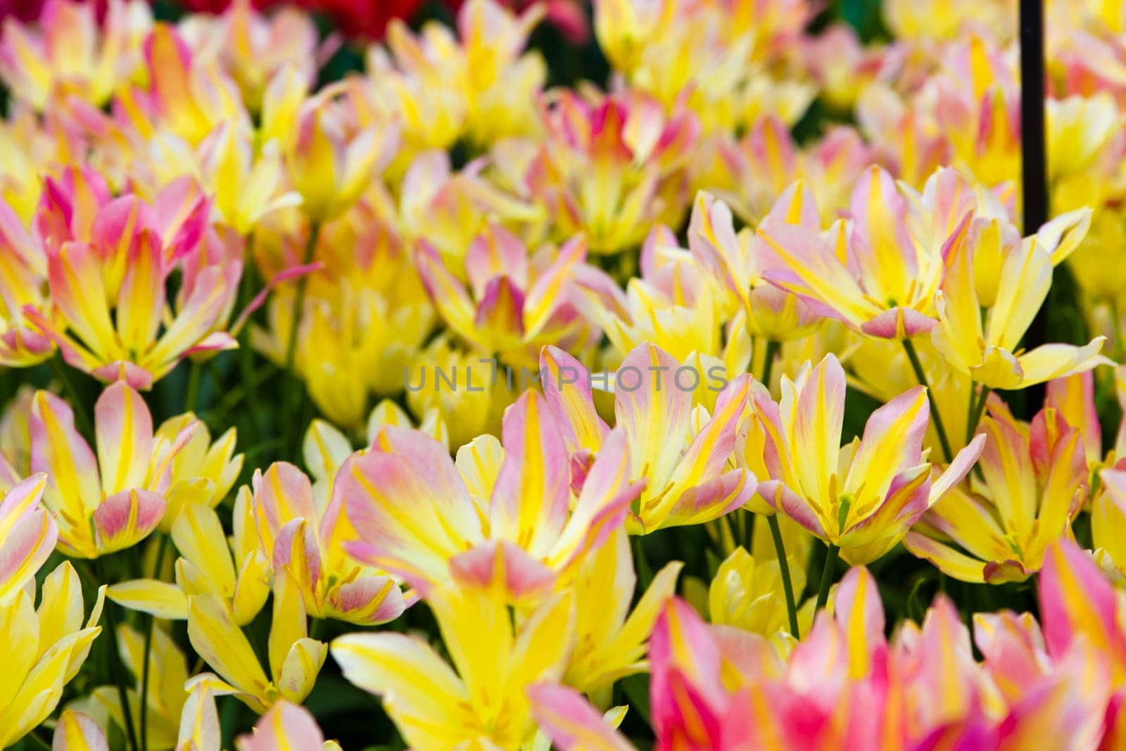 beautiful tulips field. Beautiful spring flowers. background of flowers