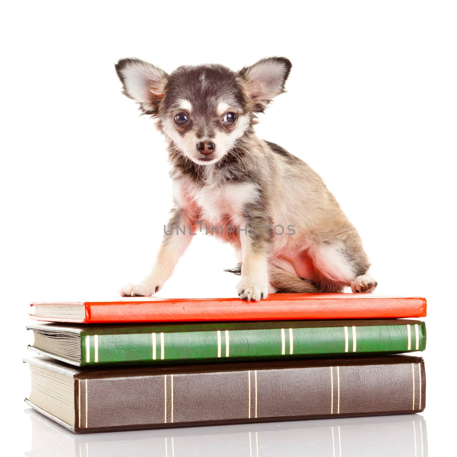dog on books. Chihuahua puppy
