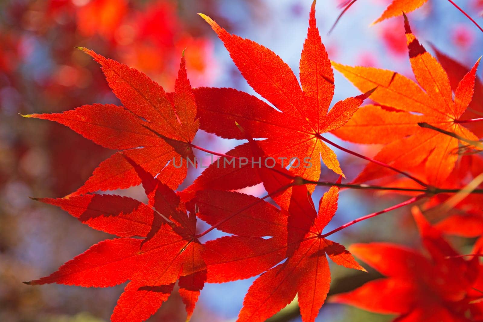Detailed view of red maple leaves. (Acer palmatum)