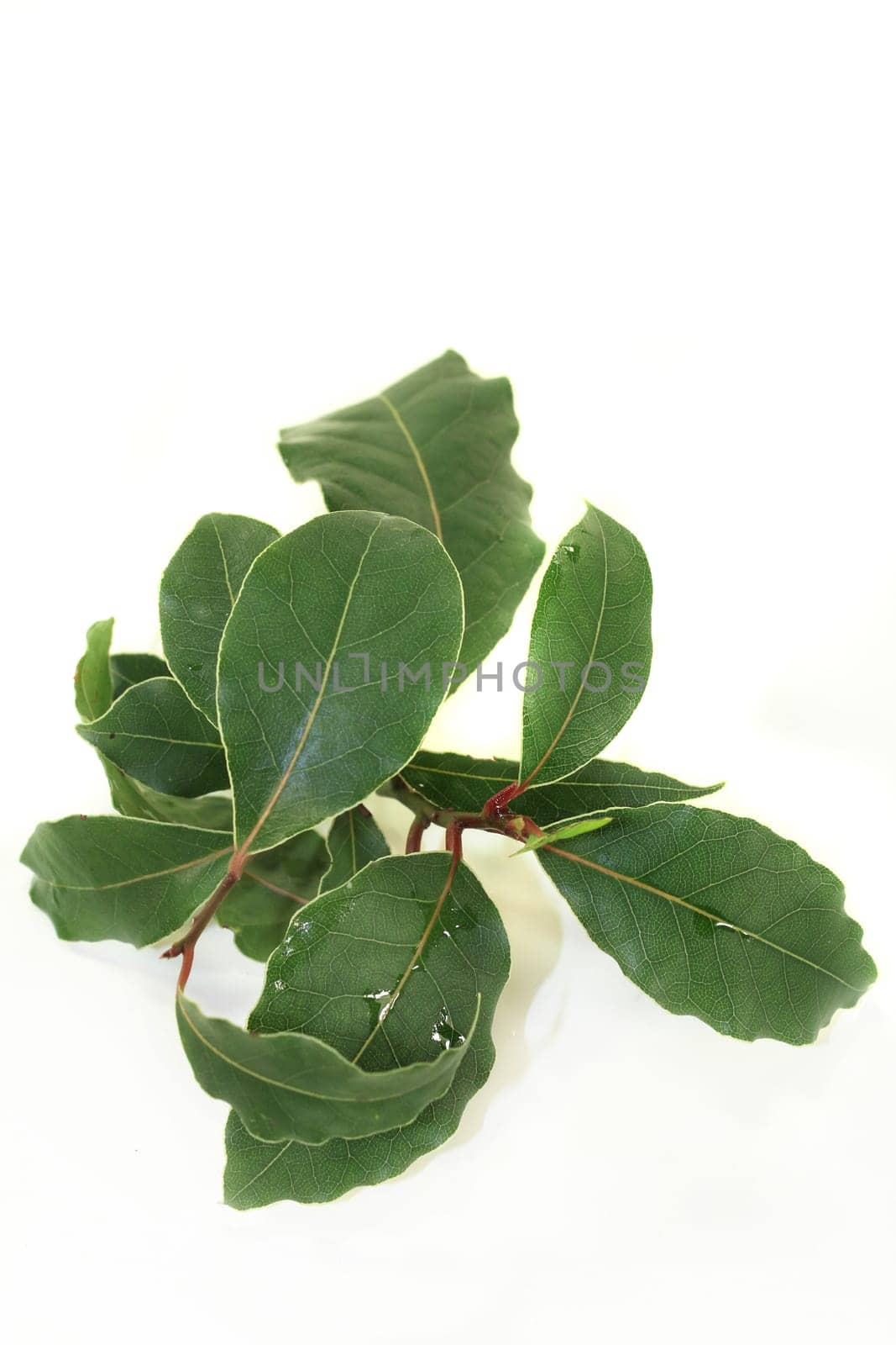 a green laurel branch with a white background
