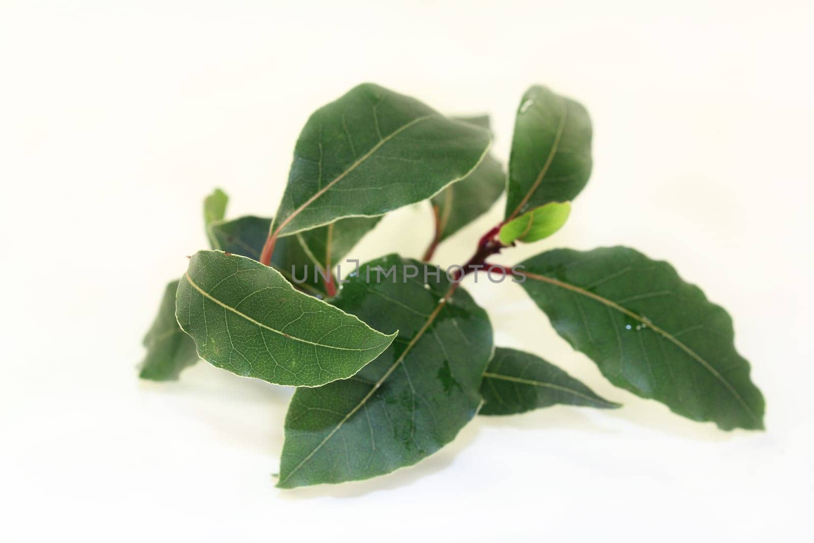 a green laurel branch with a white background