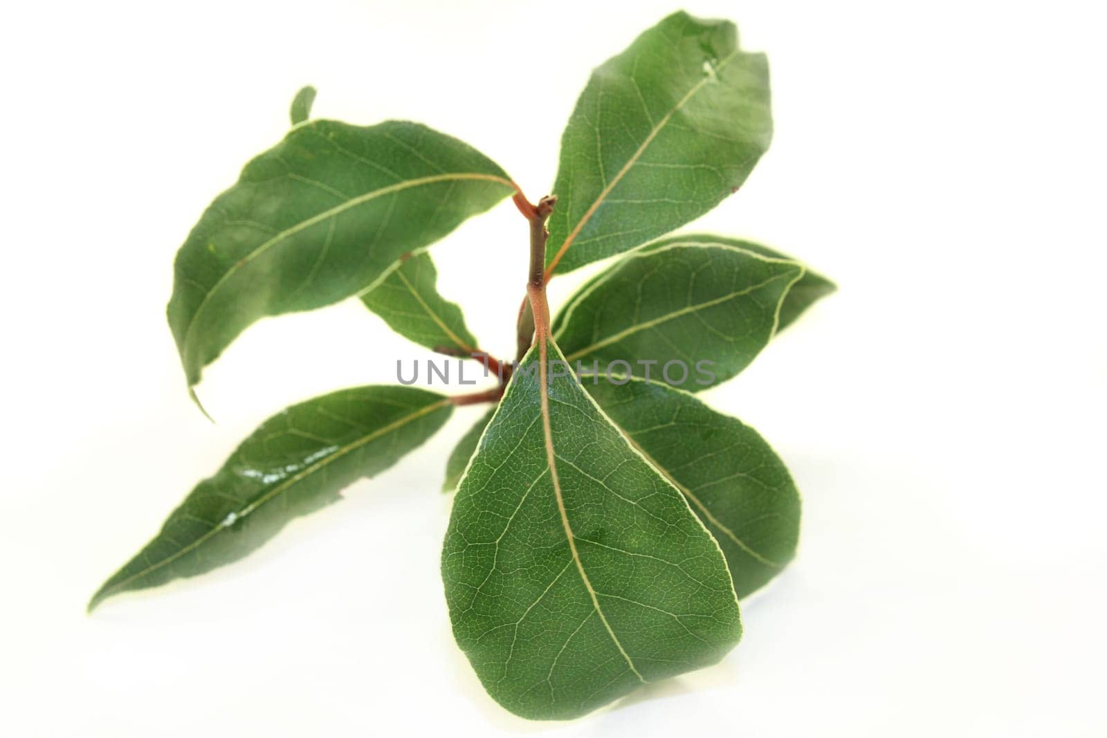 a green laurel branch with a white background