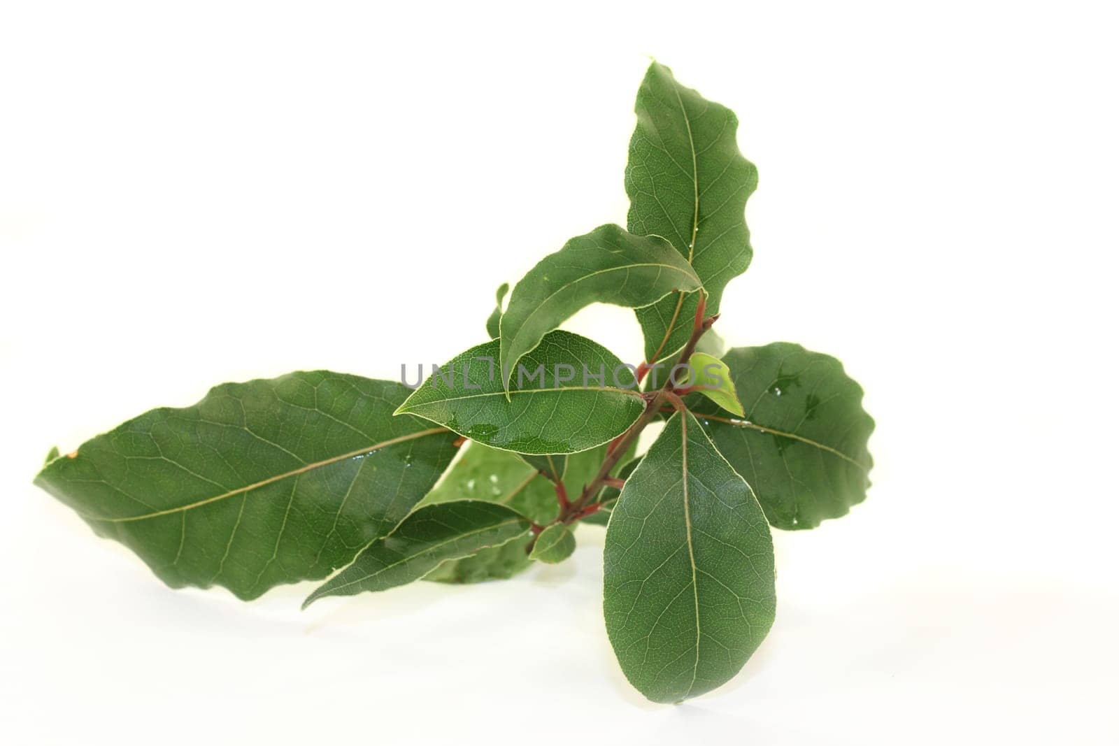 a green laurel branch with a white background