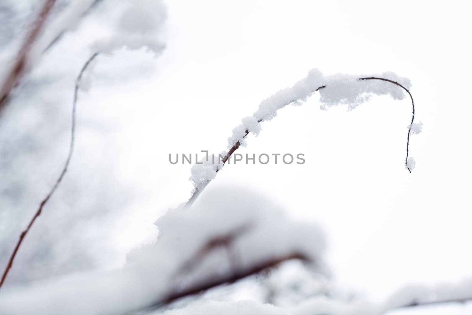 Winter scene with branches covered with snow. Also useful as holiday, Christmas concept.