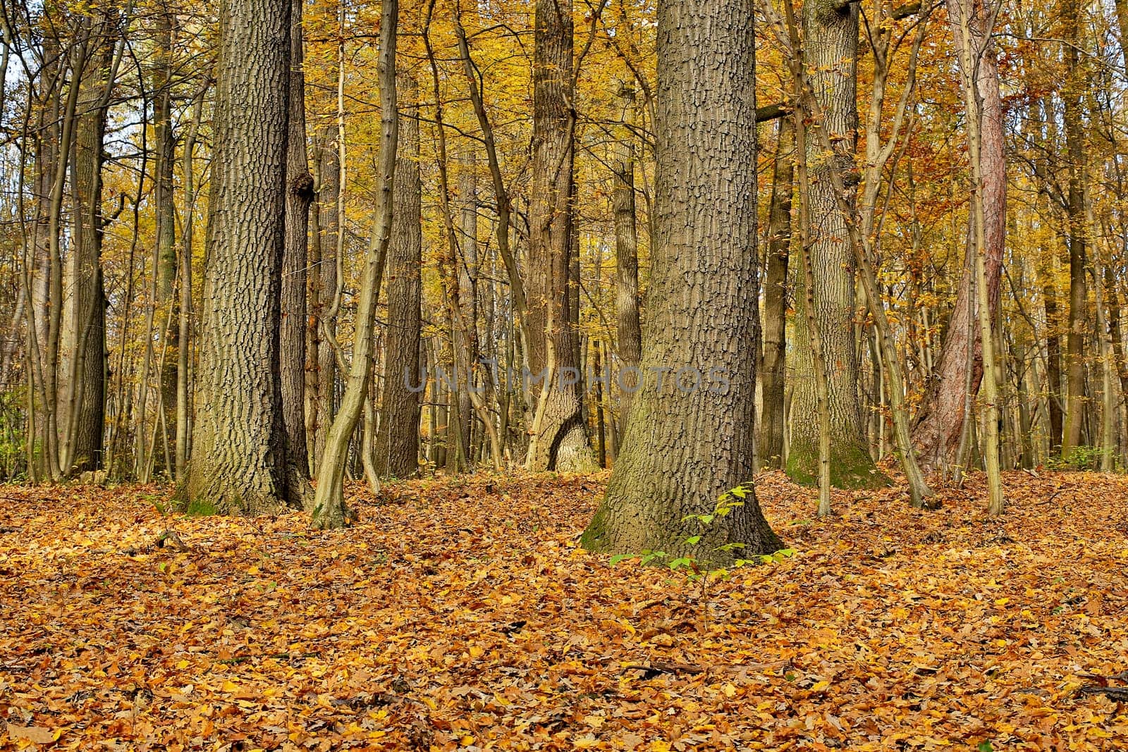 Forest in autumn,nature with leaves on the ground
