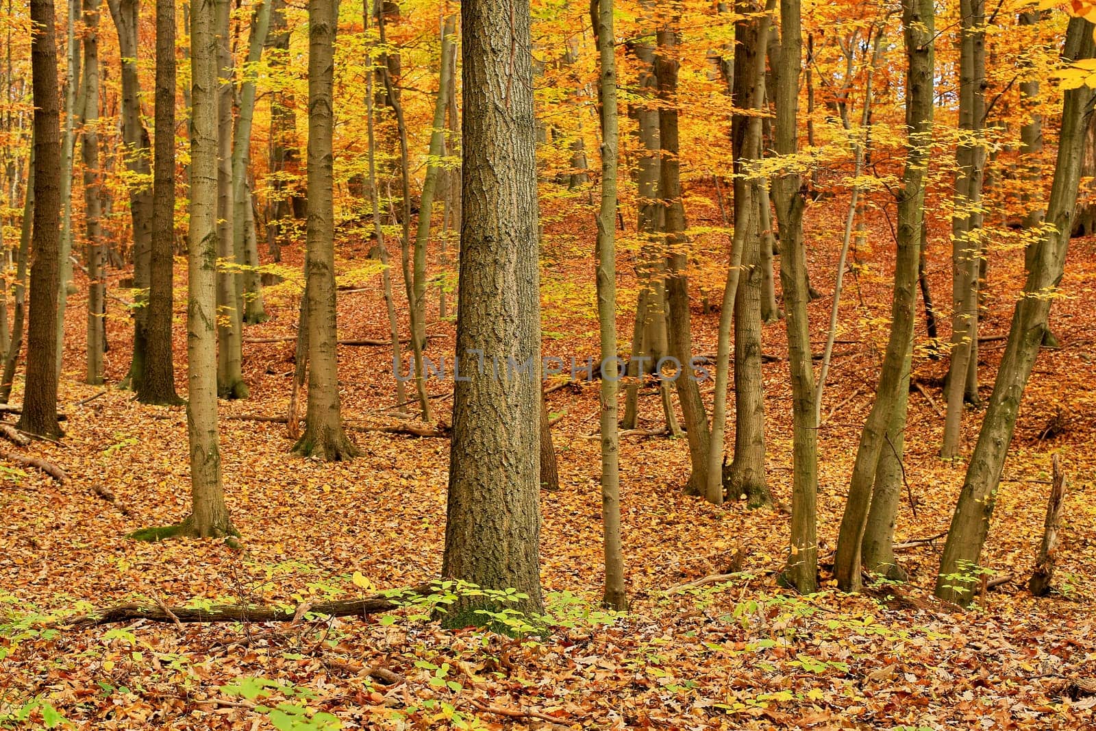 Forest in autumn,nature with leaves on the ground