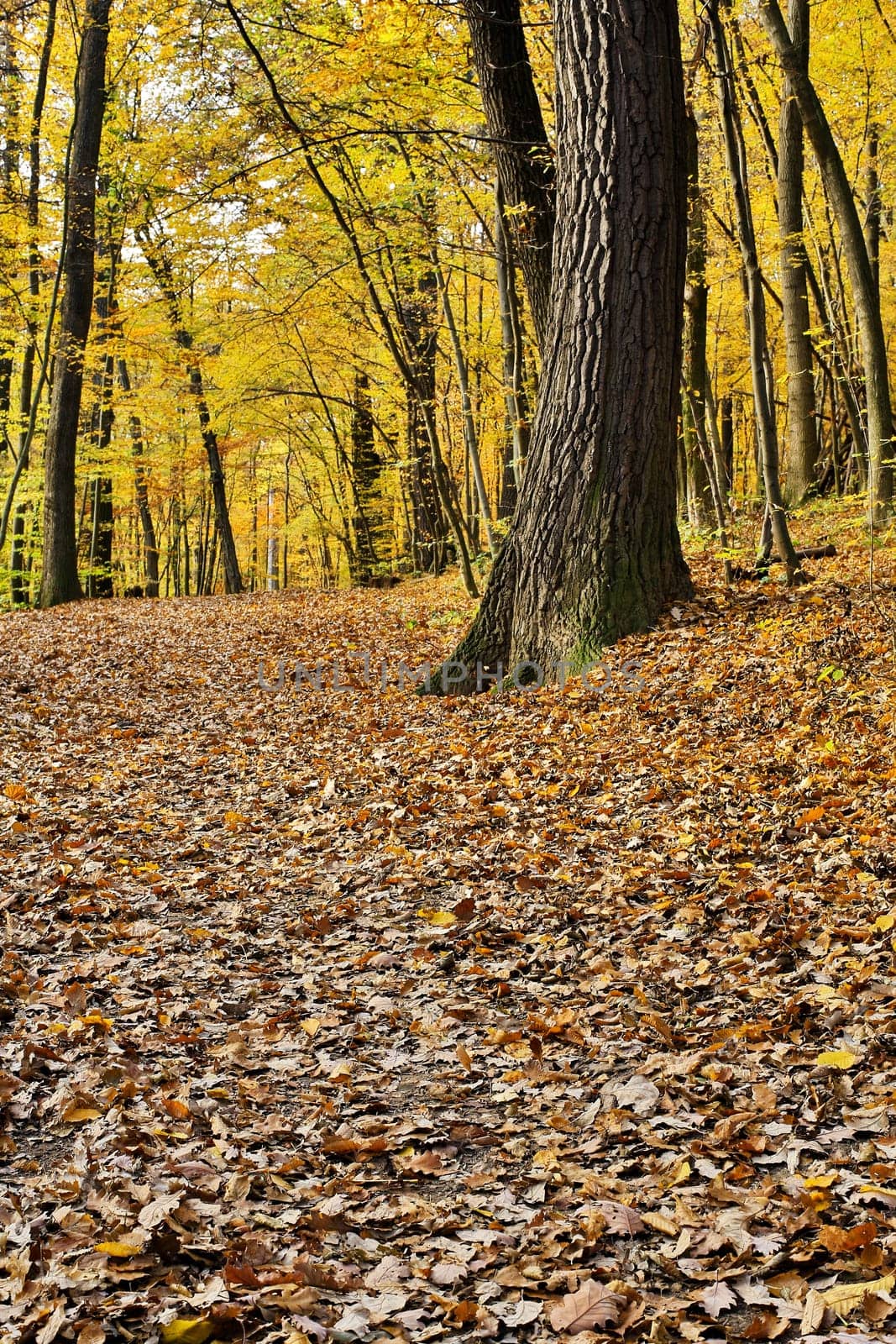Forest in autumn,path covered with foliage
