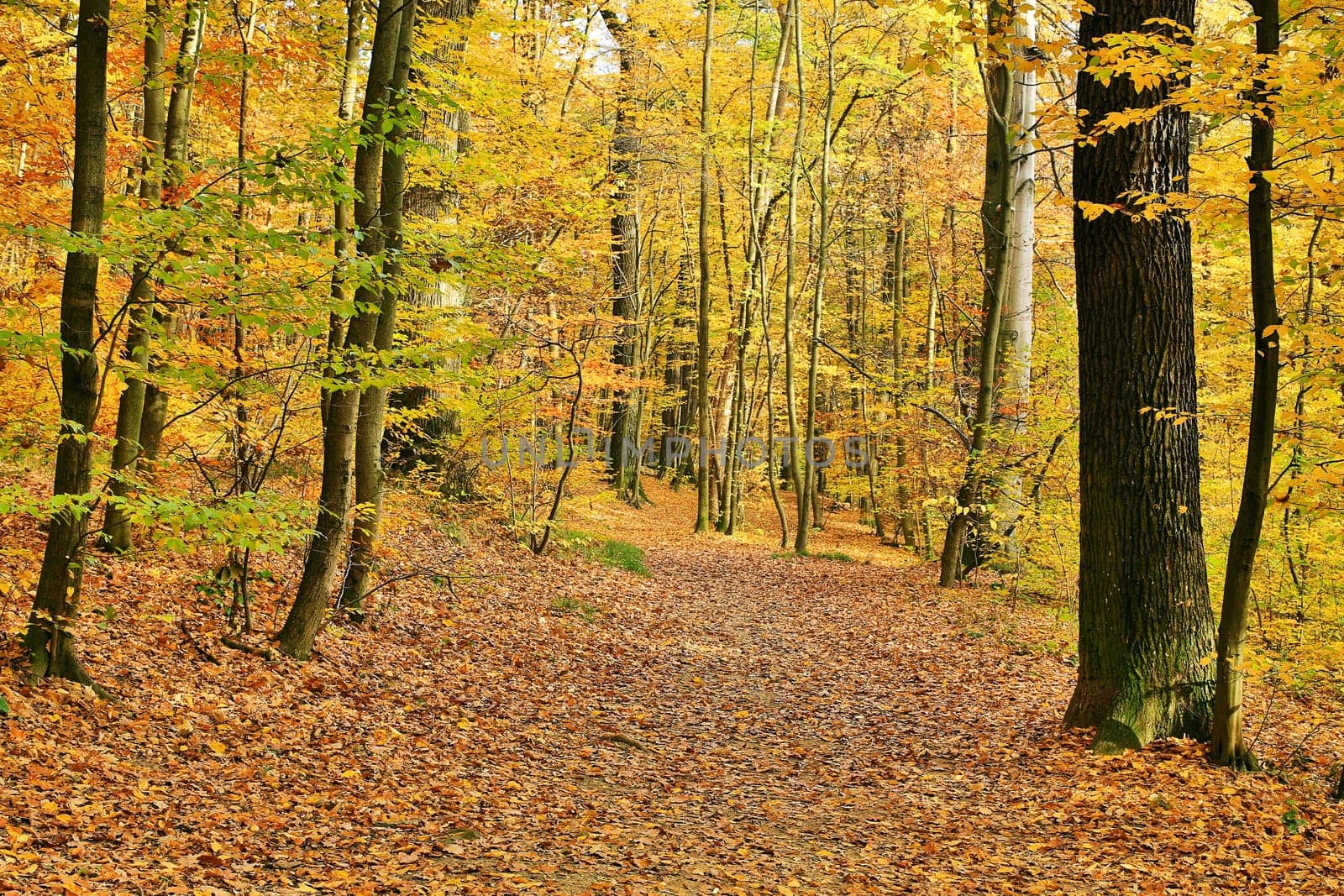 Forest in autumn,path covered with foliage