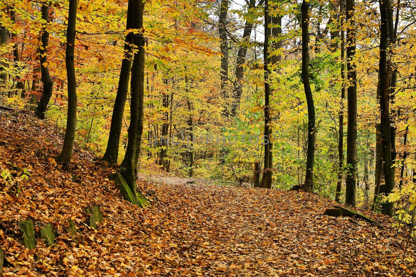 Forest in autumn,path covered with foliage