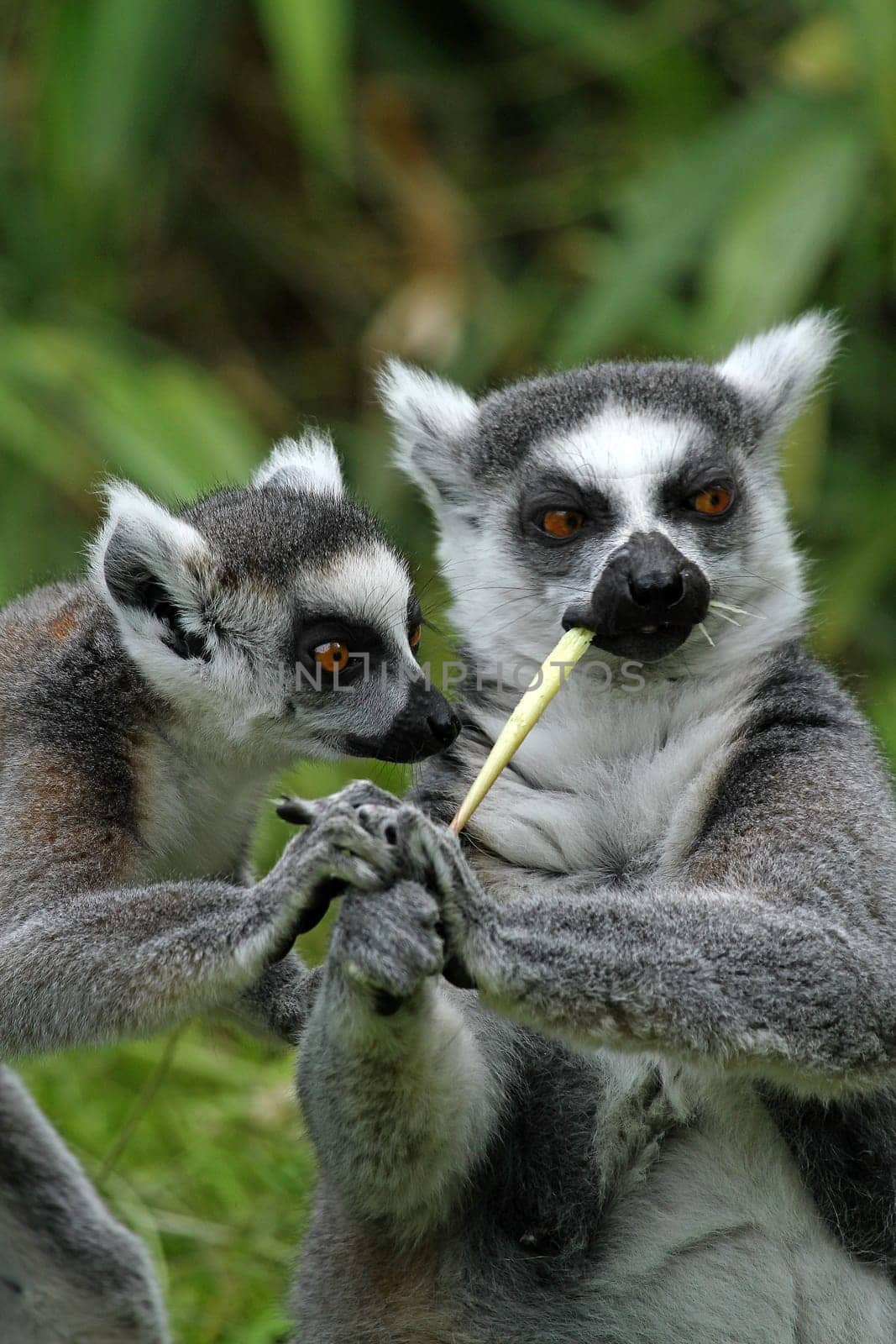 Ring-tailed lemur