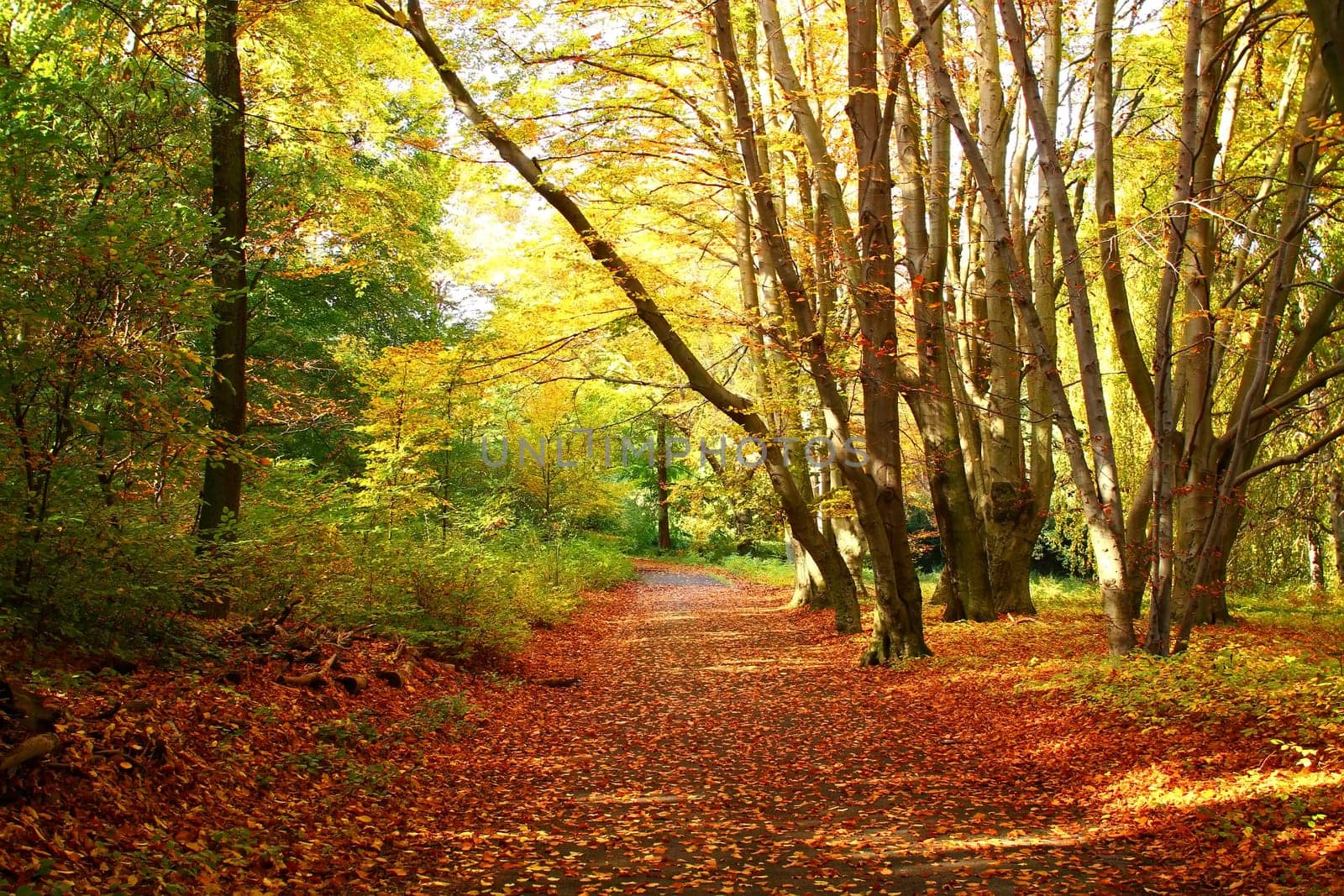 Autumn in Berlin