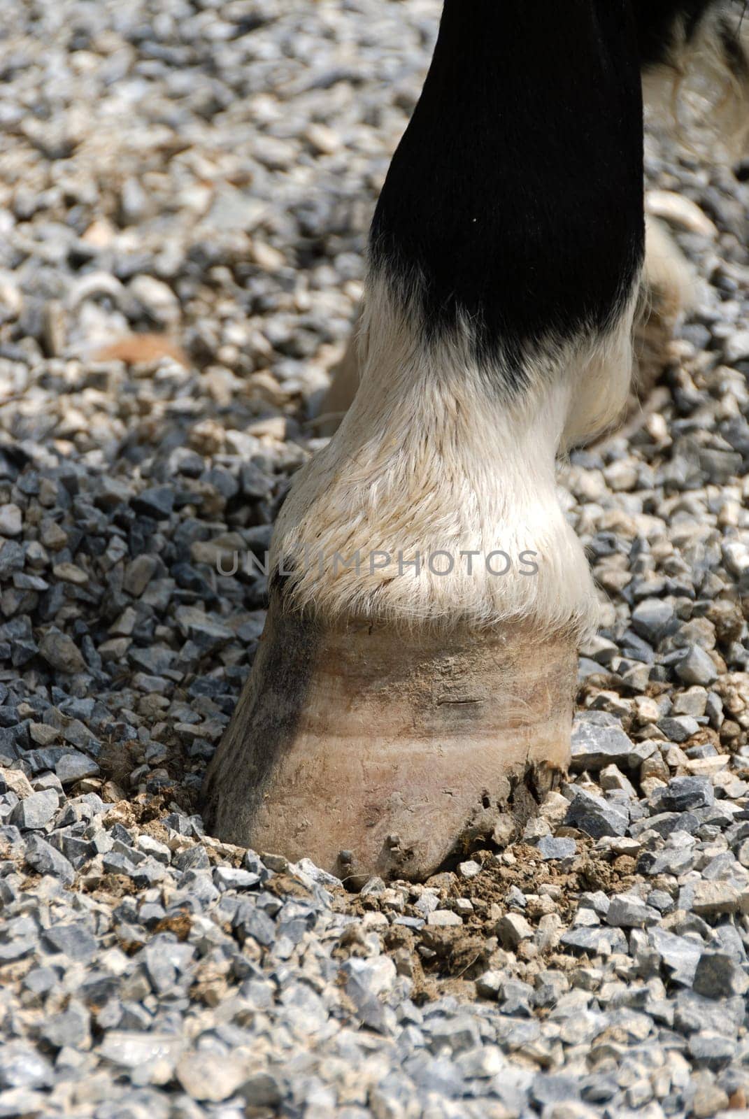 closeup of a horse's hoof in Italy