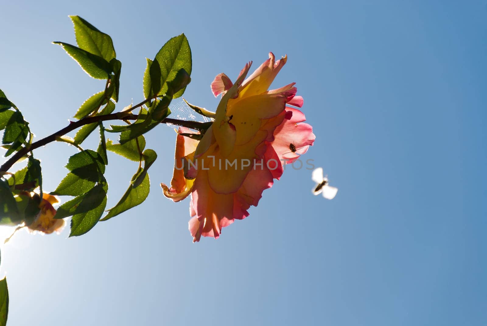 pink with bees during pollination in spring