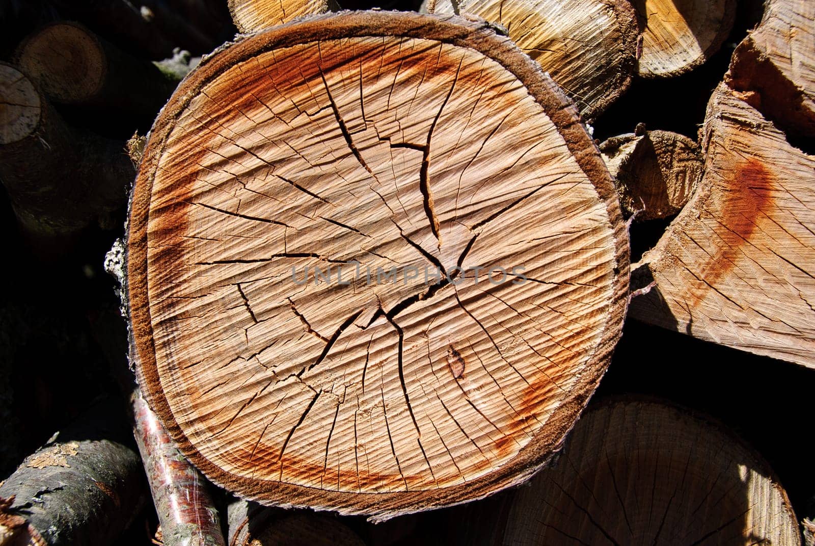 trunk cut in the mountains of Liguria