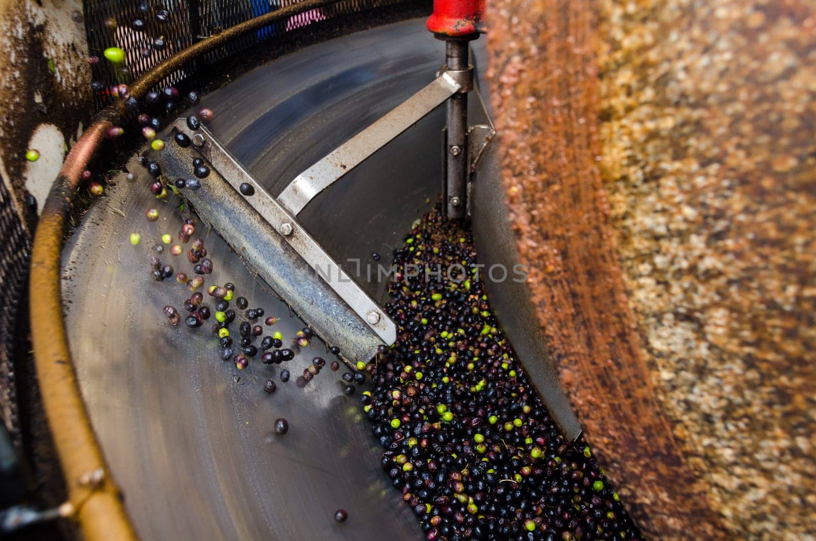 granite millstone crushing the freshly picked olives