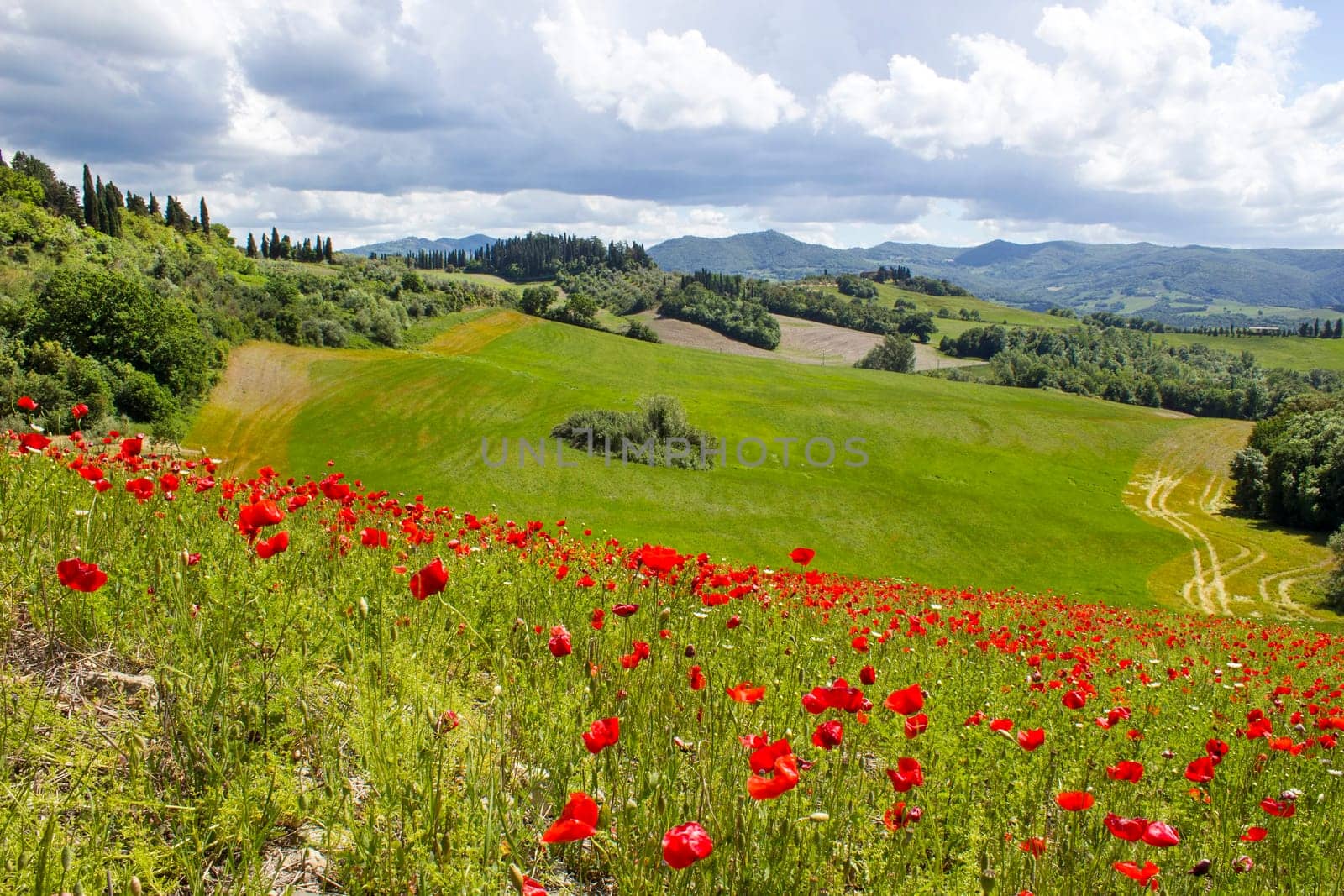 spring in Tuscany, landscape with poppies
