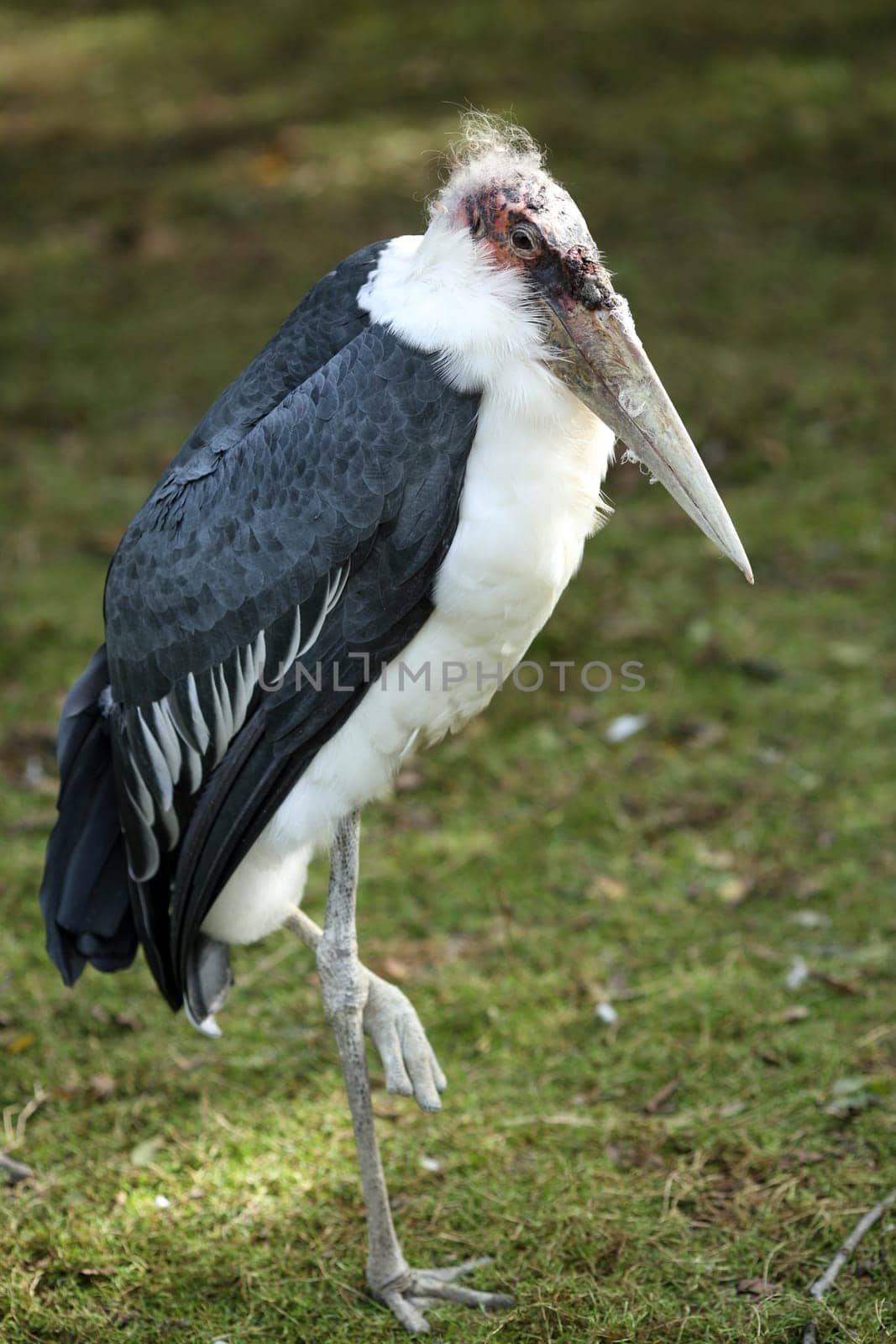 Details of a marabou stork in captivity.