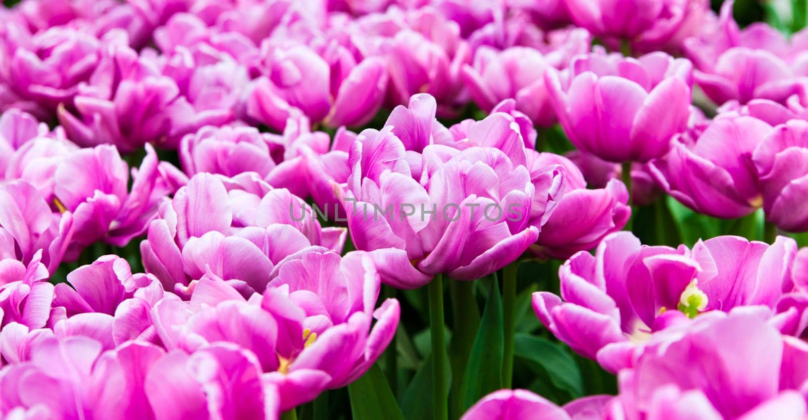 beautiful tulips field. Beautiful spring flowers. background of flowers
