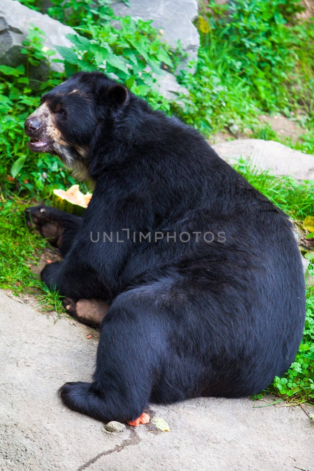 Black Bear