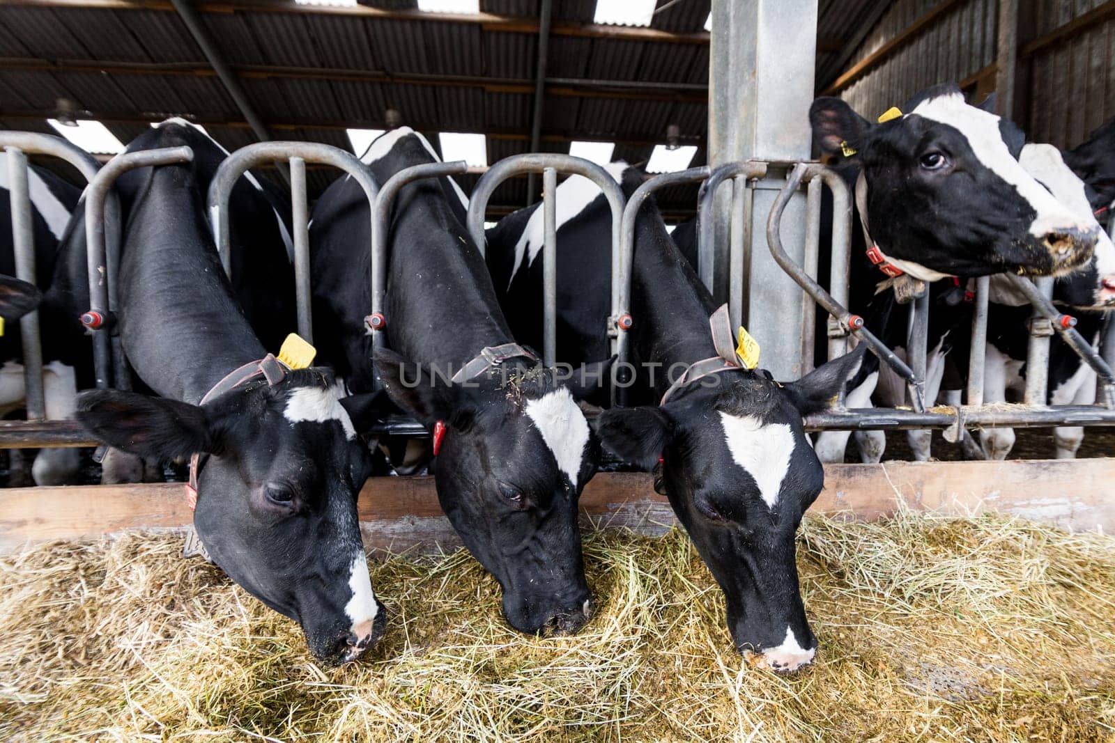 cows in a farm. Dairy cows in a farm.
