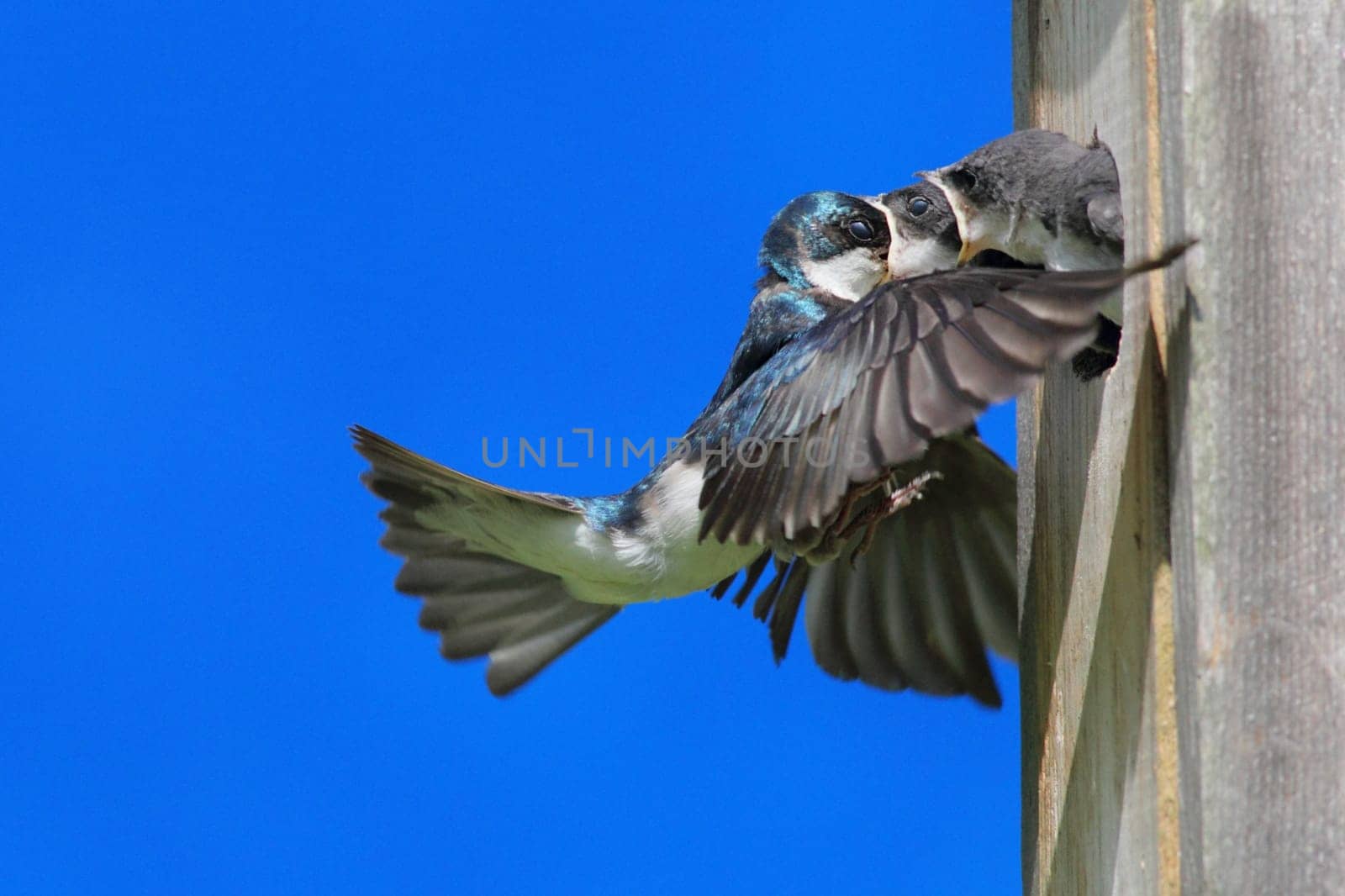 Tree Swallow (tachycineta bicolor) feeding hungry babies