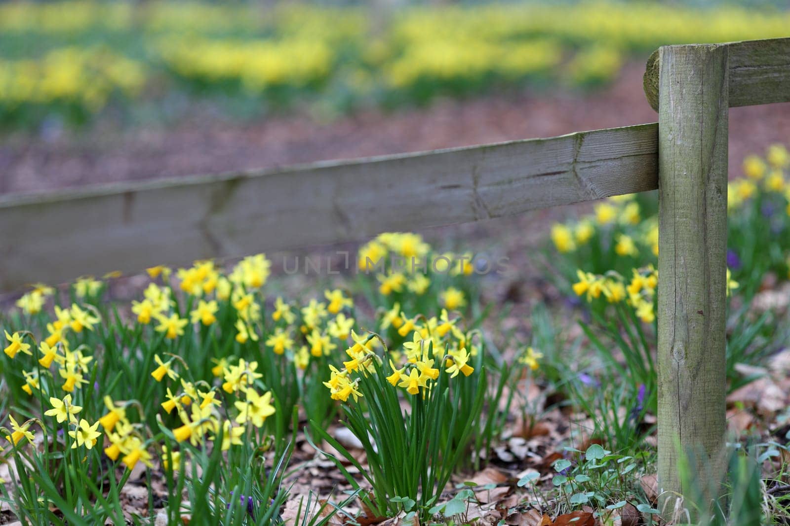 The details of a flowerbed in spring, the daffodils.