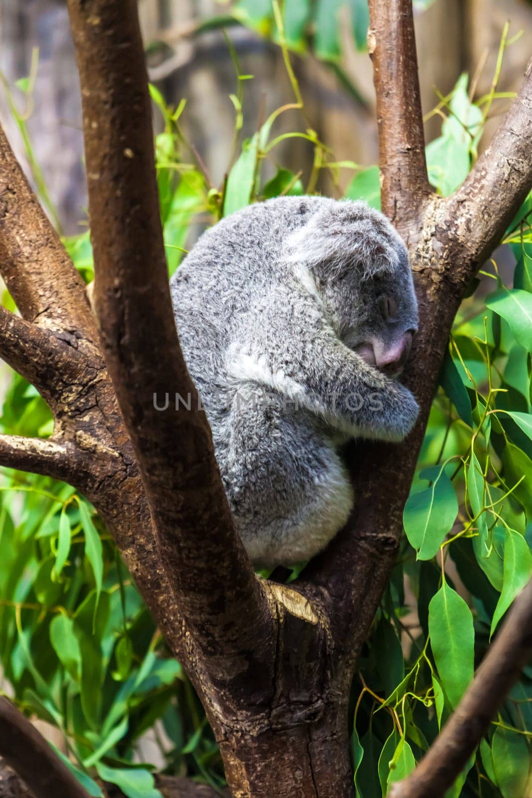 Sleeping koalas. Koala Bear
