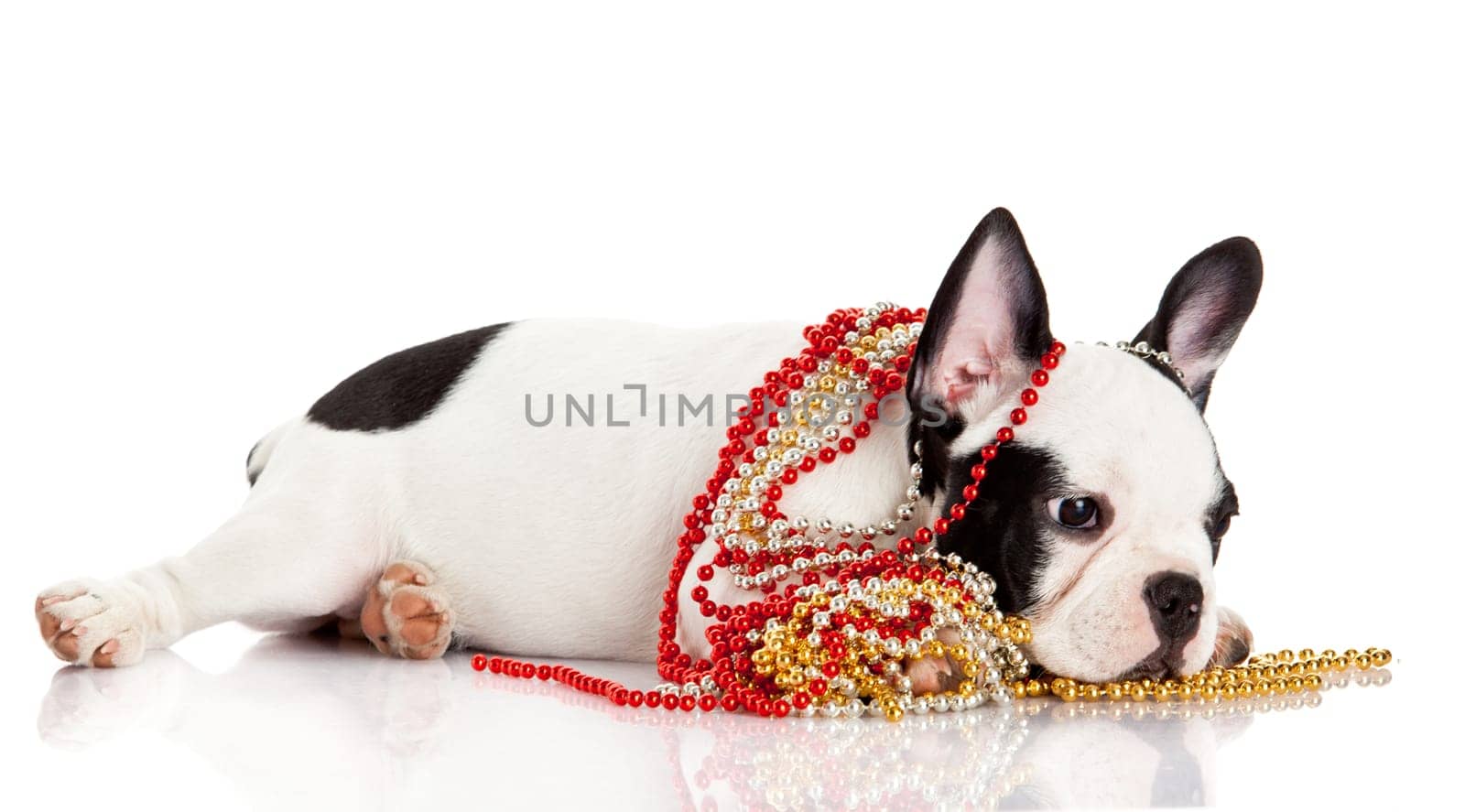 Adorable  French Bulldog  wearing  jewelery on white background. French bulldog puppy portrait over white background