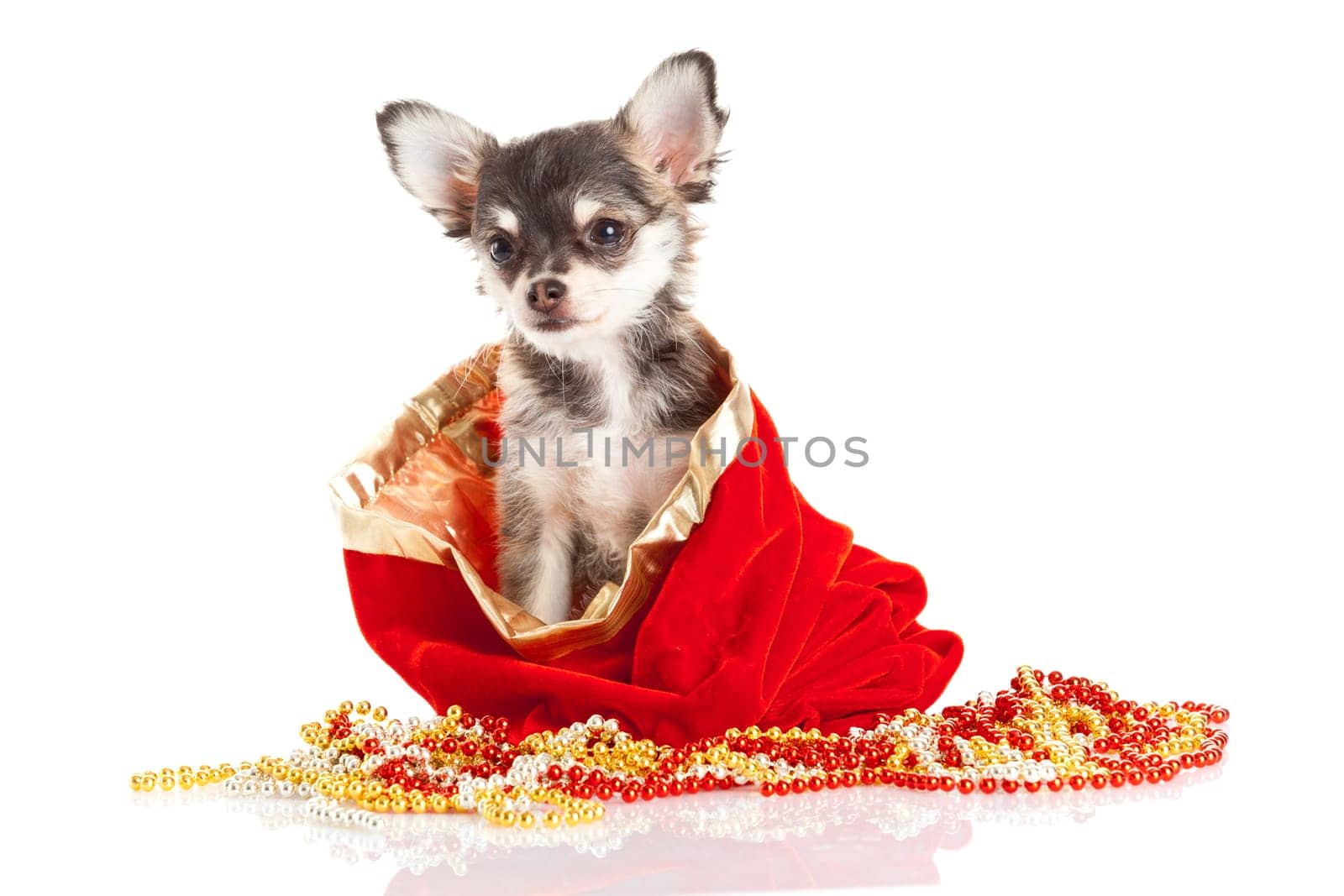 Chihuahua puppy for Christmas