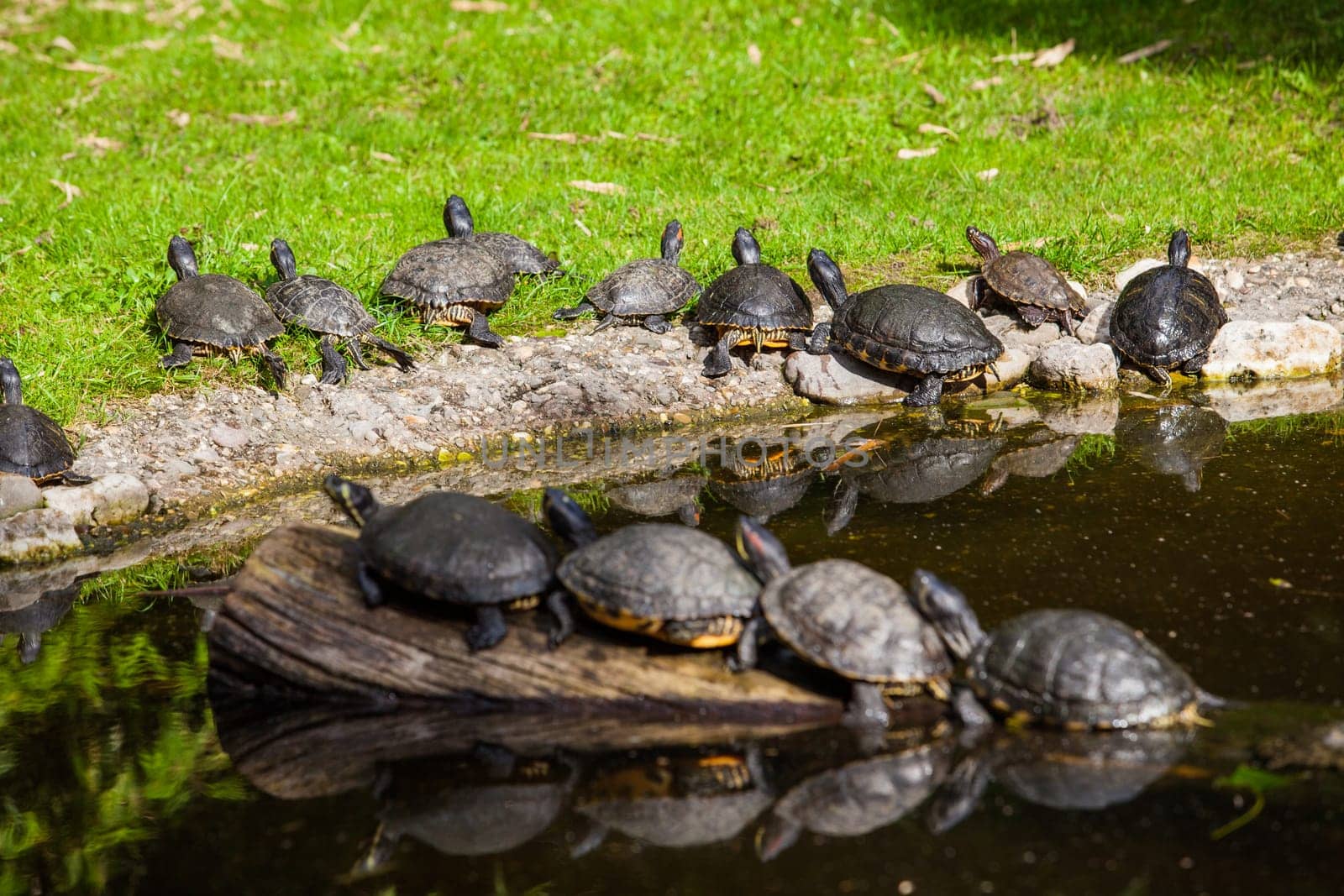 Turtles Sunning. Tortoises Doing Sunbath