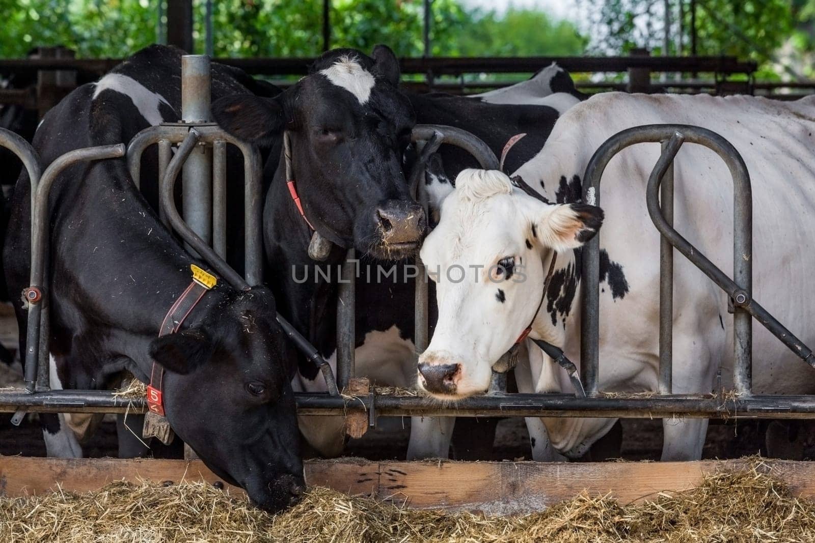 cows in a farm. Dairy cows in a farm.