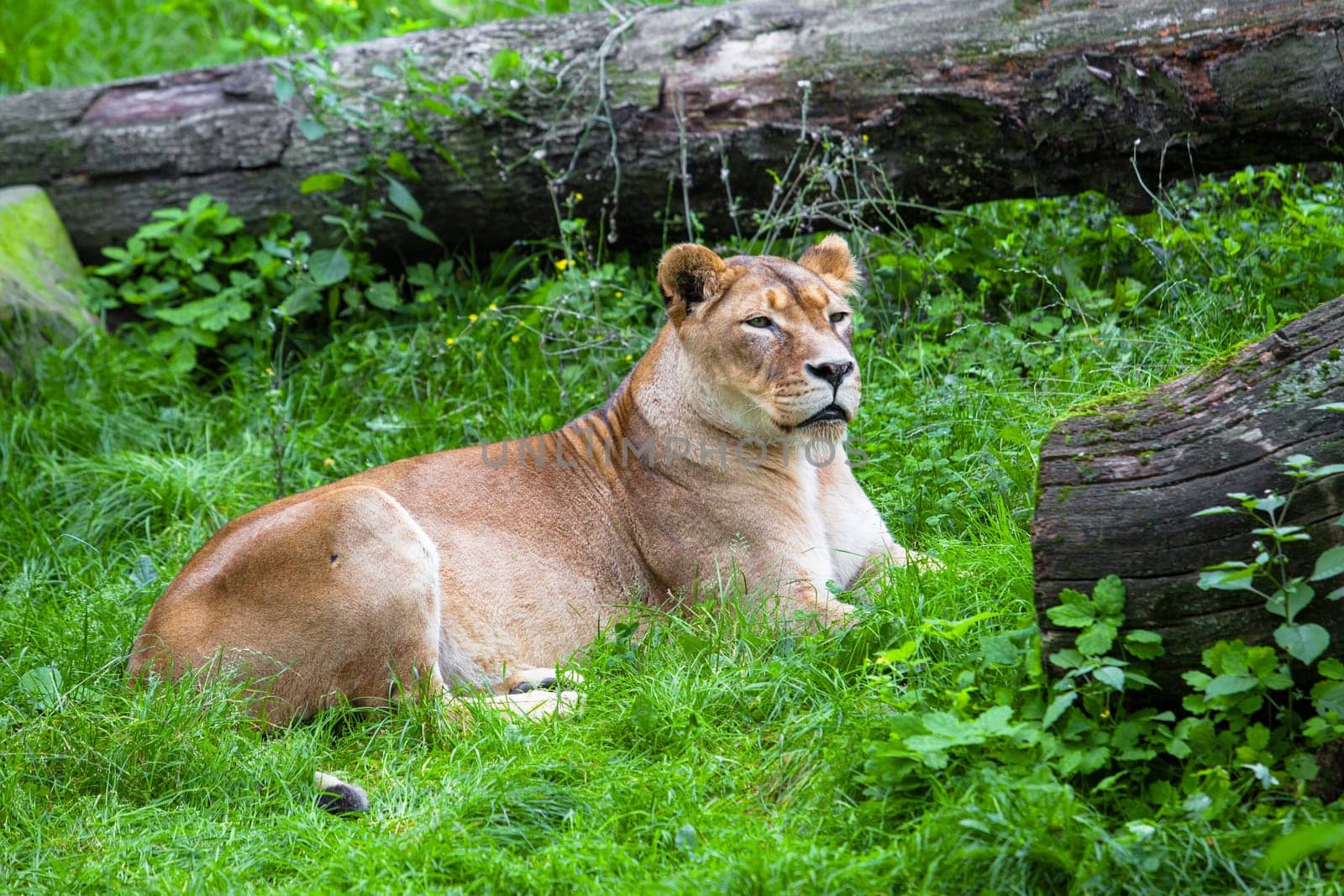 lioness