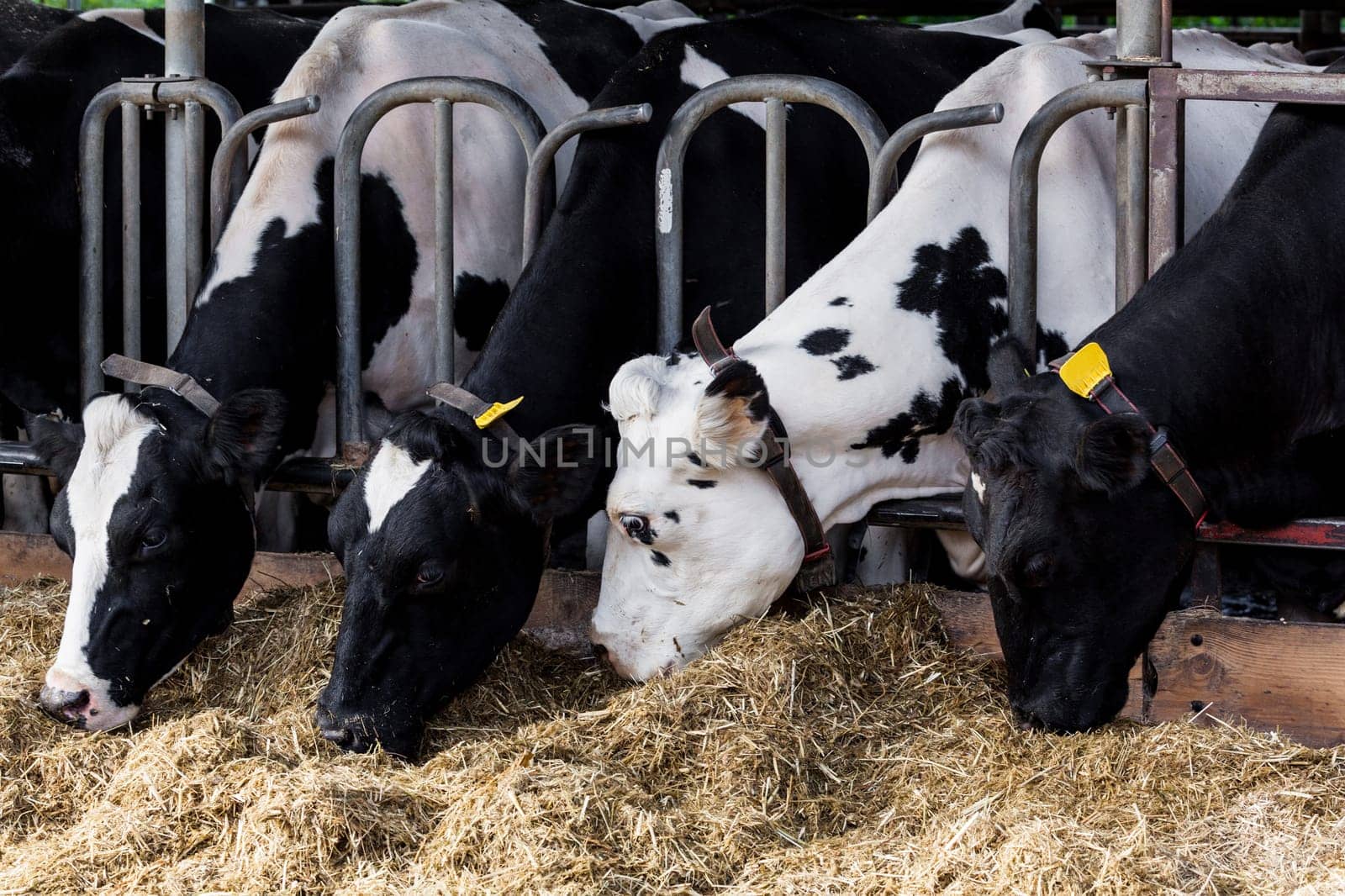cows in a farm. Dairy cows in a farm.
