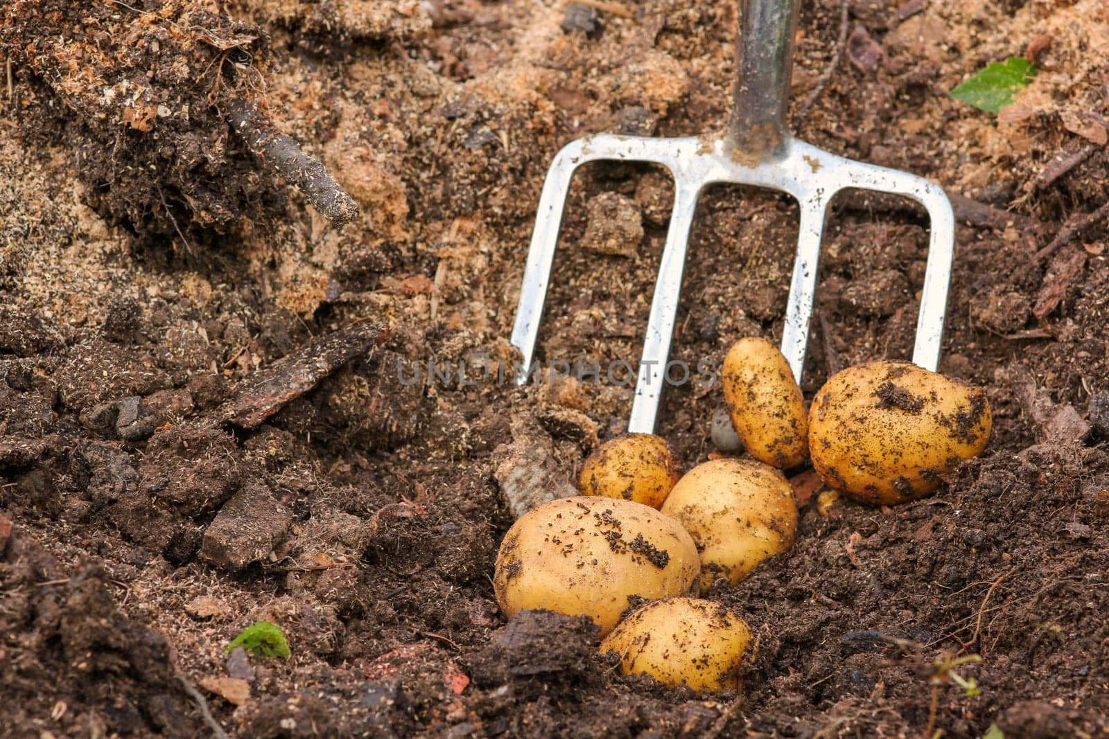 Potato harvest with a digging fork,potato harvest