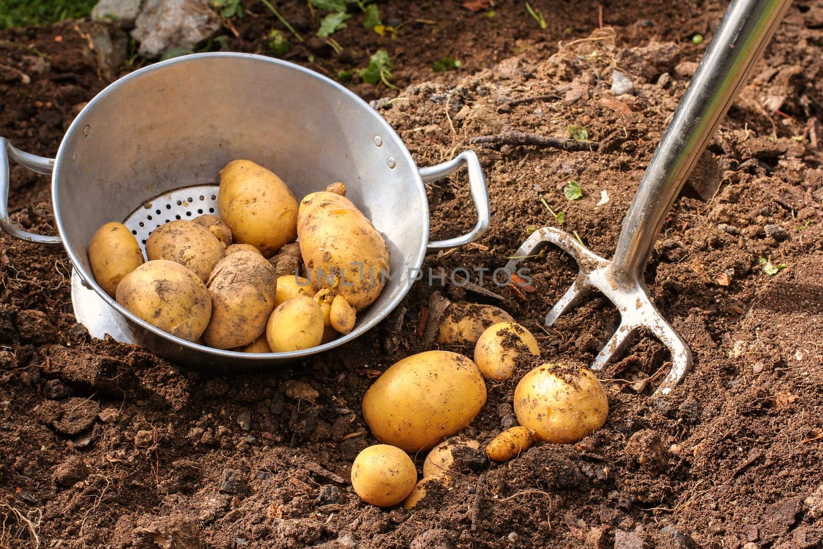 Potato harvest