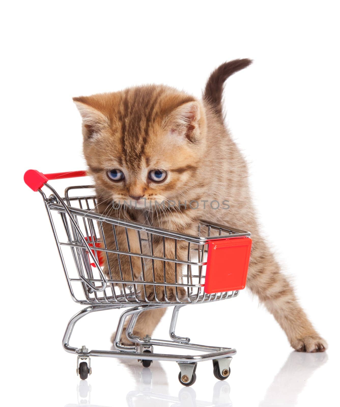 british cat with shopping cart isolated on white. kitten osolated