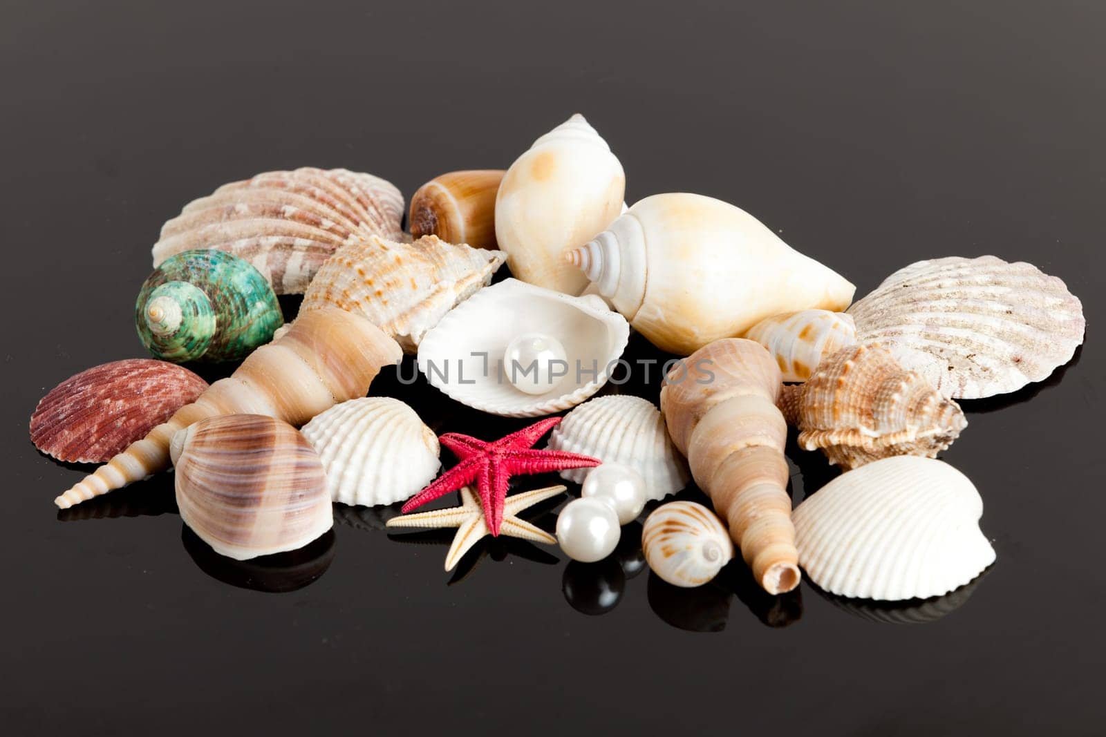 The exotic sea shell . treasure from the sea