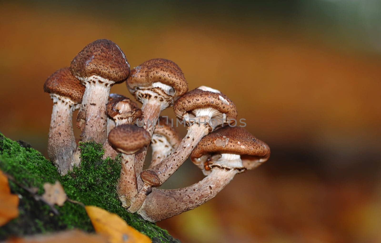 Honey fungus